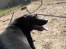 . Cowboy - Hurricane Harvey Dog! .