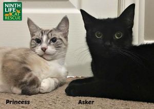 . Princess & Asker .