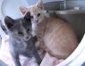 Kittens