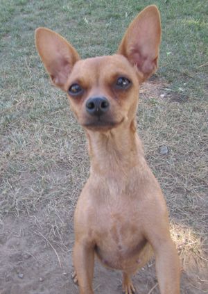 . Cinnamon .