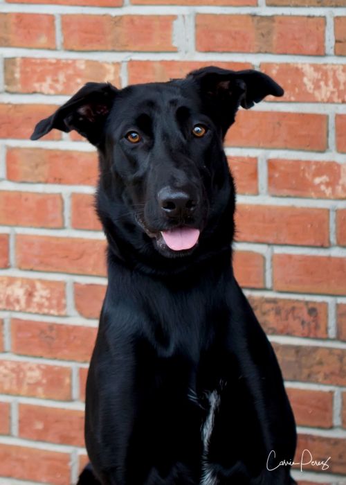 Humane Society Of Missouri Adoptable Dogs Humane Society Of Missouri Adoptable Dogs