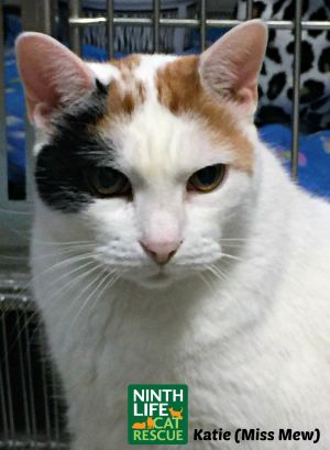 . Katie (Miss Mew) .