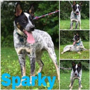 . Sparky .