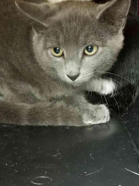 . Milo - kitten! .