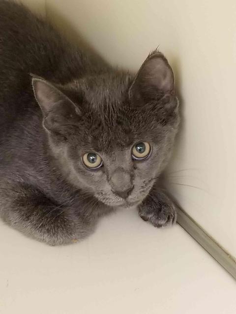 . Oliver - kitten! .
