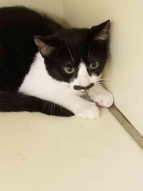 . Oreo - kitten! .