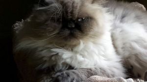 . Fluffy .