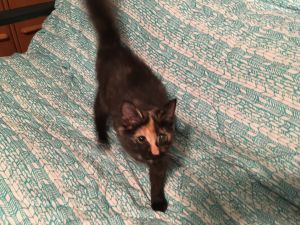 . Sansa (bonded with Aryna) .