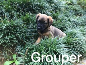 . Grouper .