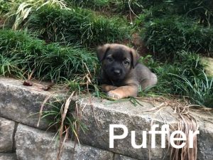 . Puffer .