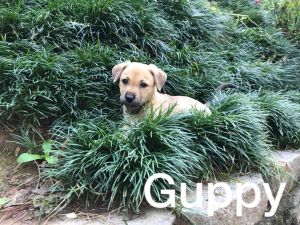 . Guppy .