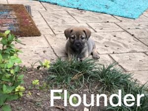 . Flounder .