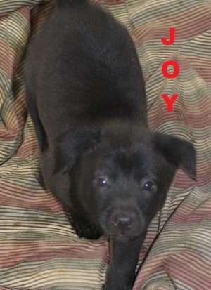 . Joy - Jersey Puppy .