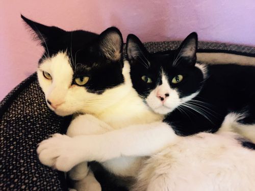 . Mia & Milo .