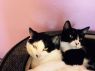 . Mia & Milo .