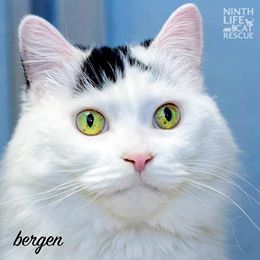 . Bergen .