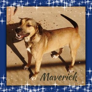 . Maverick .