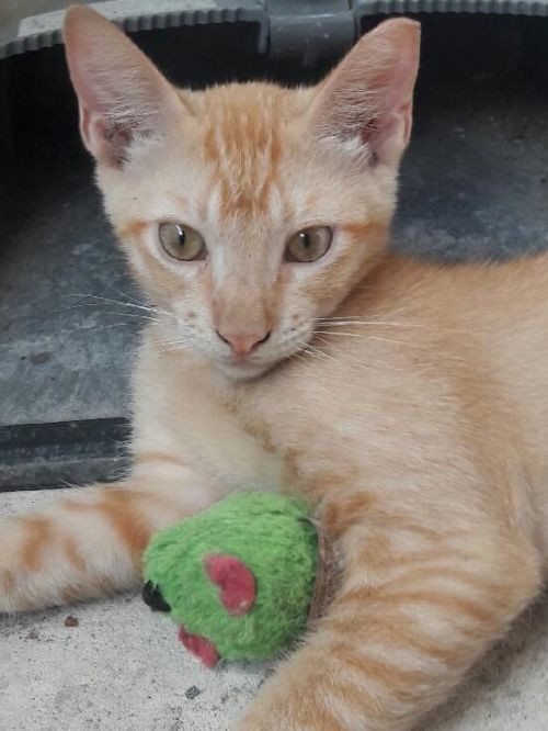 . GINGER .