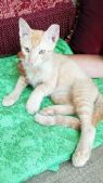 . GINGER .