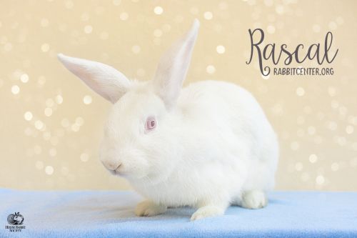 . Rascal .