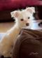 . Baxter .