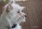 . Baxter .