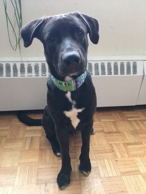 . Charlie (Charlieâs adoption is ON HOLD for now during his training process.) .