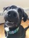 . Charlie (Charlieâs adoption is ON HOLD for now during his training process.) .