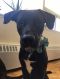 . Charlie (Charlieâs adoption is ON HOLD for now during his training process.) .