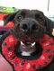 . Charlie (Charlieâs adoption is ON HOLD for now during his training process.) .