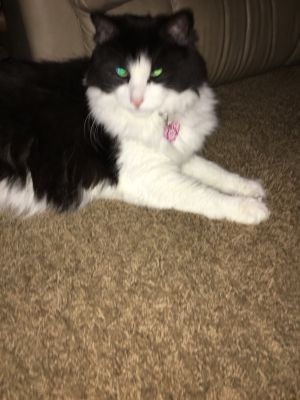 NELLIE