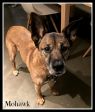 . Mohawk .