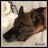 . Mohawk .