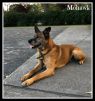 . Mohawk .