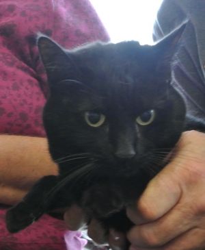 . Midnight & Dylan (Bonded pair - declawed) .