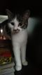 . Widget .
