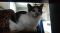 . Widget .