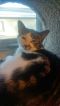 . Widget .
