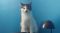 . Widget .