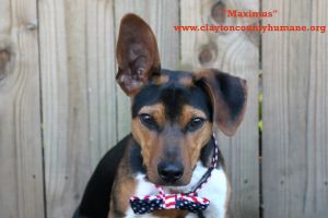 . Maximus .