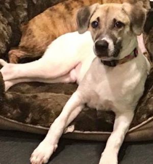 Photo of Ranger
