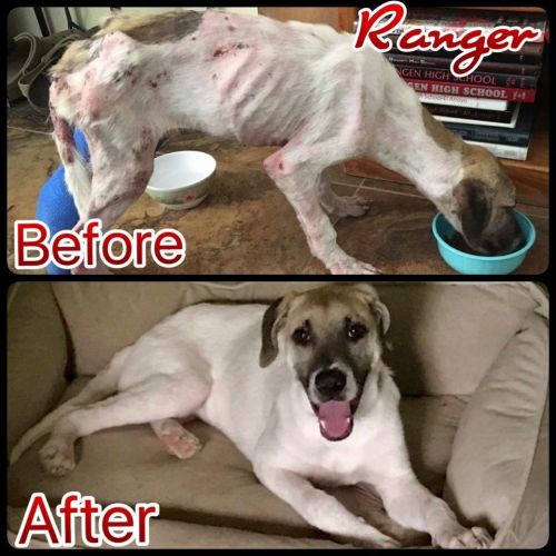 Photo of Ranger
