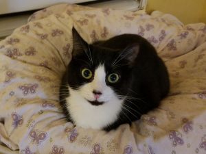 . Oreo .