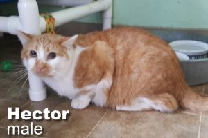 . Hector .
