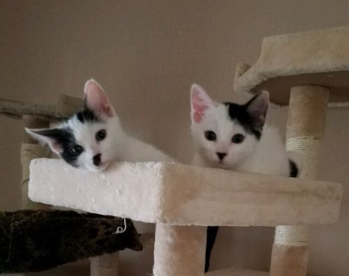. Pumpkin & Ozzy .