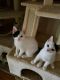 . Pumpkin & Ozzy .