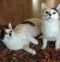 . Pumpkin & Ozzy .