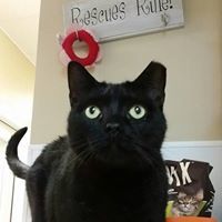 . Mr. BlackCat .