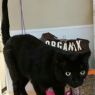 . Mr. BlackCat .