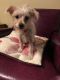 Can You Still Foster A Dog If Pets Not Up To Date On Shots Can You Still Foster A Dog If Pets Not Up To Date On Shots